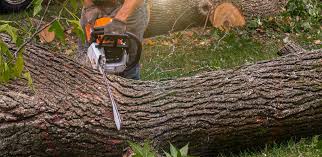 Best Emergency Tree Removal  in Petersburg, VA